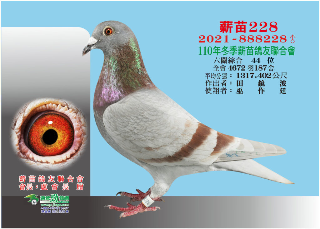 2021 888228新苗冬六關綜合44位