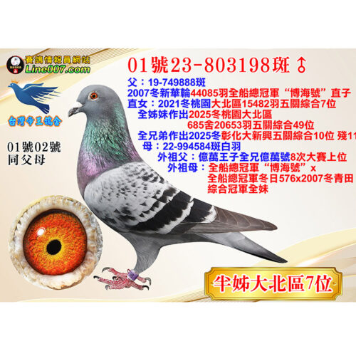 網拍鴿01號23-803198斑♂<br>半姊21冬大北區15482羽五關綜合七位