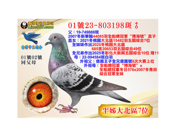 網拍鴿01號23-803198斑♂<br>半姊21冬大北區15482羽五關綜合七位