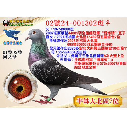 網拍鴿02號24-001302斑♀<br>半姊21冬大北區15482羽五關綜合七位<br>珍貴眼誌！