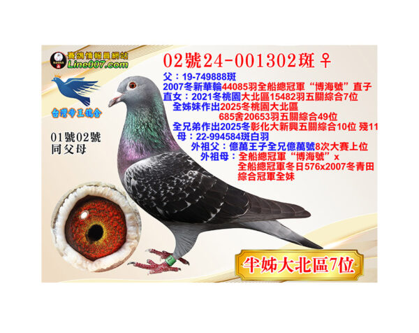 網拍鴿02號24-001302斑♀<br>半姊21冬大北區15482羽五關綜合七位<br>珍貴眼誌！