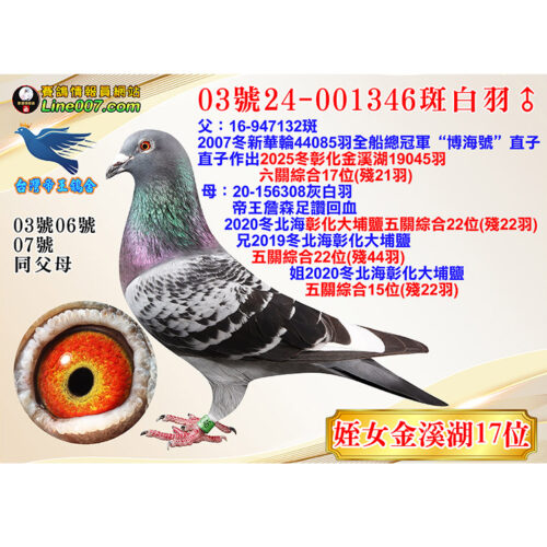 網拍鴿03號24-001346斑白羽♂<br>姪女25冬金溪湖19045羽六關綜合17位(殘21羽)