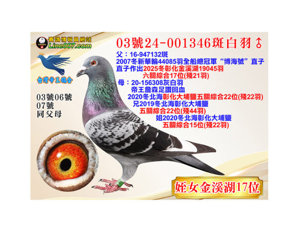 網拍鴿03號24-001346斑白羽♂<br>姪女25冬金溪湖19045羽六關綜合17位(殘21羽)
