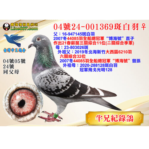 網拍鴿04號24-001369斑白羽♀<br>半兄21春薪苗三關綜合11位(二關綜合季軍)<br>珍貴眼誌！