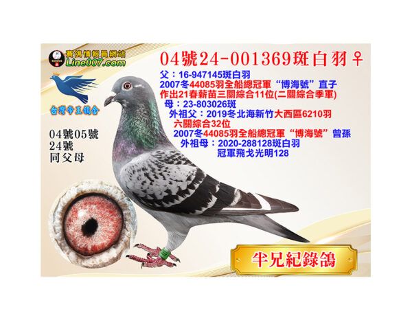 網拍鴿04號24-001369斑白羽♀<br>半兄21春薪苗三關綜合11位(二關綜合季軍)<br>珍貴眼誌！