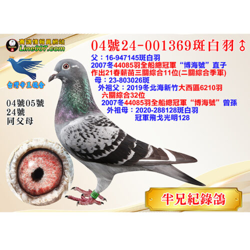 網拍鴿04號24-001369斑白羽♂<br>半兄紀錄鴿