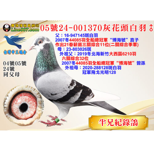 網拍鴿05號24-001370灰花頭白羽♂<br>半兄21春薪苗三關綜合11位(二關綜合季軍)