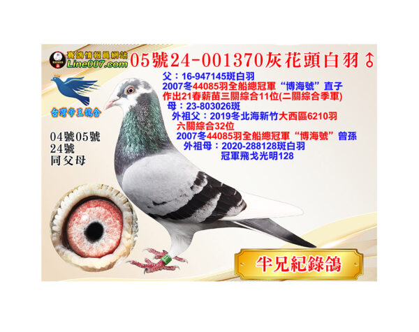 網拍鴿05號24-001370灰花頭白羽♂<br>半兄21春薪苗三關綜合11位(二關綜合季軍)