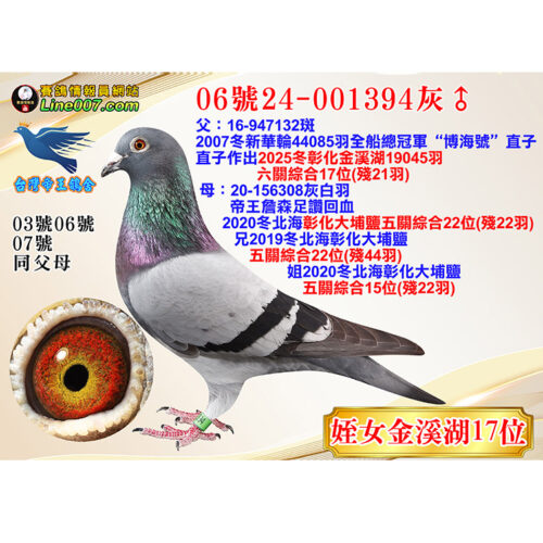 網拍鴿06號24-001394灰♂<br>姪女25冬金溪湖19045羽六關綜合17位(殘21羽)