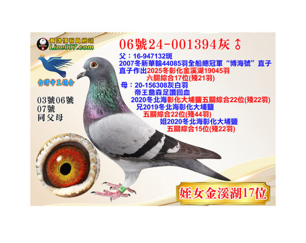 網拍鴿06號24-001394灰♂<br>姪女25冬金溪湖19045羽六關綜合17位(殘21羽)