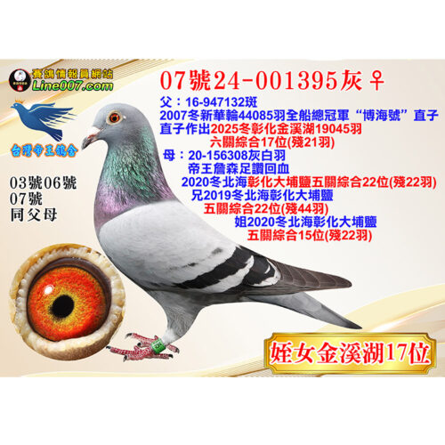 網拍鴿07號24-001395灰♀<br>姪女25冬金溪湖19045羽六關綜合17位(殘21羽)<br>珍貴眼誌！