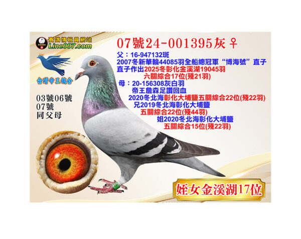 網拍鴿07號24-001395灰♀<br>姪女25冬金溪湖19045羽六關綜合17位(殘21羽)<br>珍貴眼誌！