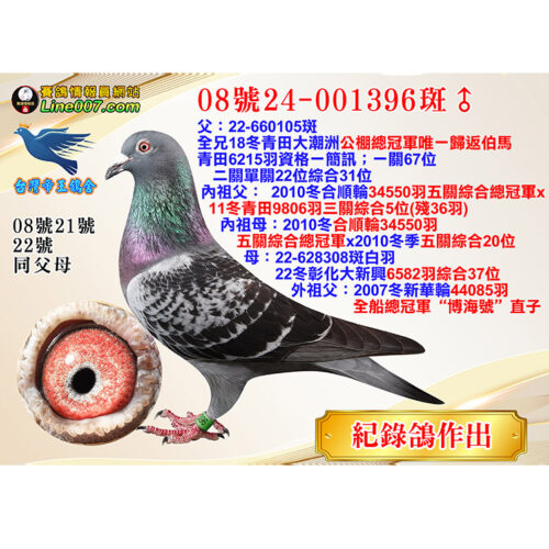 網拍鴿08號24-001396斑♂＜br>母：22冬彰化大新興6582羽綜合37位