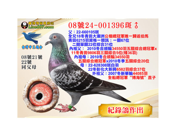網拍鴿08號24-001396斑♂＜br>母：22冬彰化大新興6582羽綜合37位