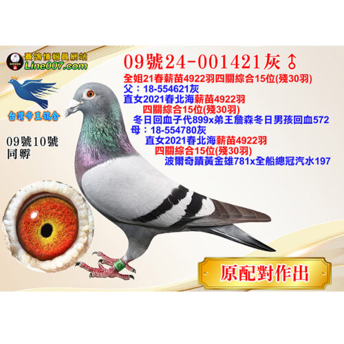 網拍鴿09號24-001421灰♂<br>全姐21春薪苗4922羽四關綜合15位(殘30羽)