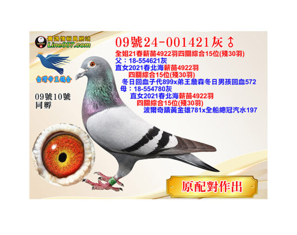 網拍鴿09號24-001421灰♂<br>全姐21春薪苗4922羽四關綜合15位(殘30羽)