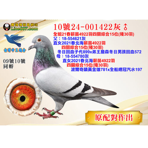 網拍鴿10號24-001422灰♂<br>全姐21春薪苗4922羽四關綜合15位(殘30羽)