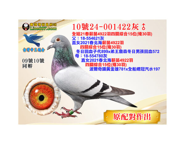 網拍鴿10號24-001422灰♂<br>全姐21春薪苗4922羽四關綜合15位(殘30羽)