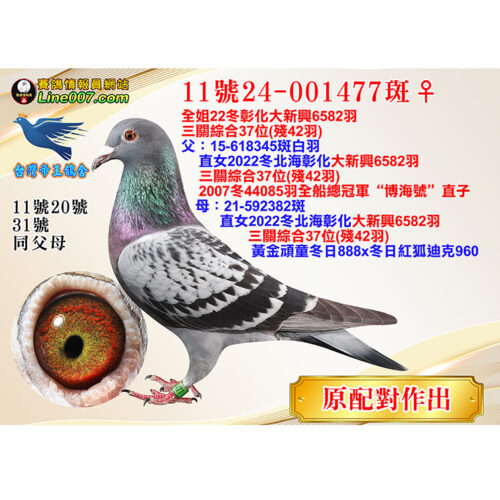 網拍鴿11號24-001477斑♀<br>全姐22冬彰化大新興6582羽三關綜合37位(殘42羽)