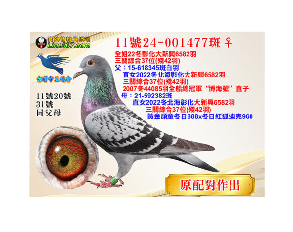 網拍鴿11號24-001477斑♀<br>全姐22冬彰化大新興6582羽三關綜合37位(殘42羽)