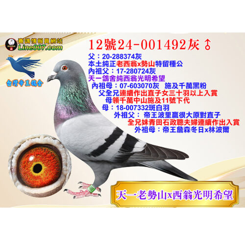 網拍鴿12號24-001492灰♂<br>經典天一老勢山x西翁光明希望<br>構造條件優秀