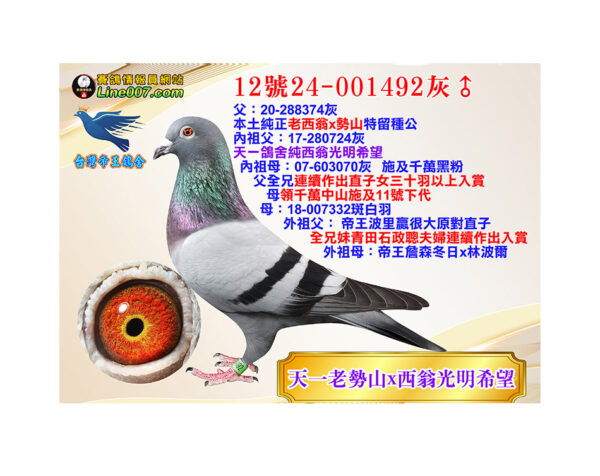 網拍鴿12號24-001492灰♂<br>經典天一老勢山x西翁光明希望<br>構造條件優秀