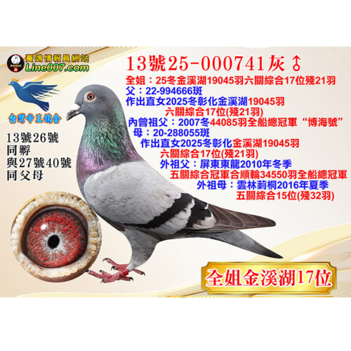 網拍鴿13號25-000741灰♂<br><font color="#f00">全姐：25冬金溪湖19045羽六關綜合17位殘21羽</font>