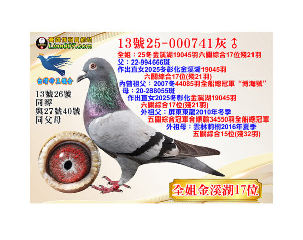 網拍鴿13號25-000741灰♂<br><font color="#f00">全姐：25冬金溪湖19045羽六關綜合17位殘21羽</font>