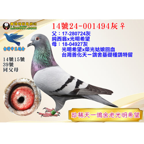 網拍鴿14號24-001494灰♀<br>珍稀天一鴿舍老光明希望<br>珍貴眼誌