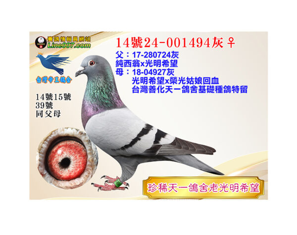 網拍鴿14號24-001494灰♀<br>珍稀天一鴿舍老光明希望<br>珍貴眼誌