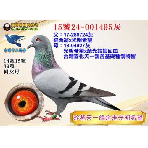 網拍鴿15號24-001495灰<br>珍稀天一鴿舍老光明希望<br>珍貴眼誌