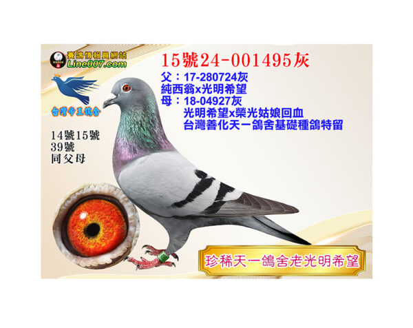 網拍鴿15號24-001495灰<br>珍稀天一鴿舍老光明希望<br>珍貴眼誌