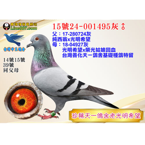 網拍鴿15號24-001495灰♂<br>珍稀天一鴿舍老光明希望
