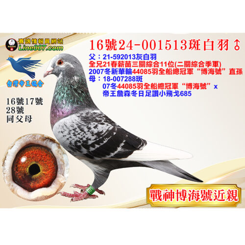 網拍鴿16號24-001513斑白羽♂<br>博海號近親直孫<br>伯：21春薪苗三關綜合11位(二關綜合季軍)