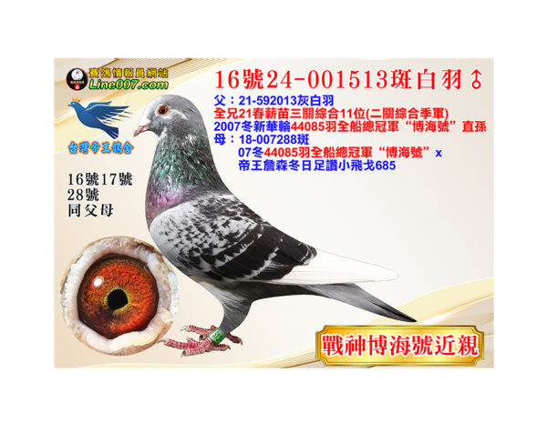 網拍鴿16號24-001513斑白羽♂<br>博海號近親直孫<br>伯：21春薪苗三關綜合11位(二關綜合季軍)