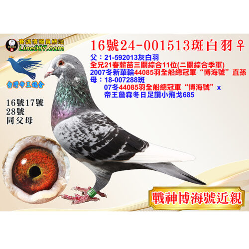 網拍鴿16號24-001513斑白羽♀<br><font color="#f00">博海號近親直孫</font>