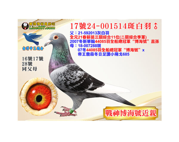 網拍鴿17號24-001514斑白羽♂<br>博海號近親直孫<br>伯：21春薪苗三關綜合11位(二關綜合季軍)
