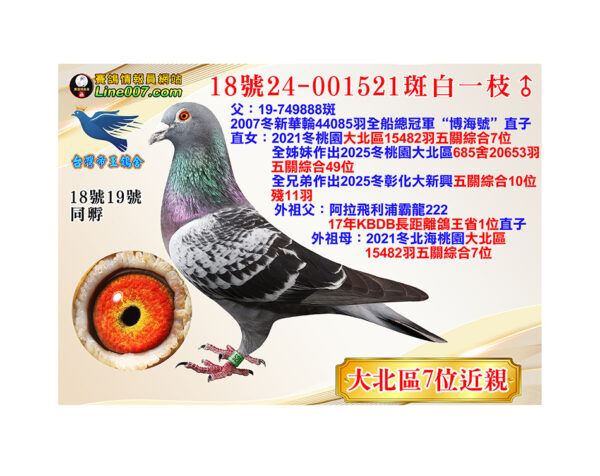 網拍鴿18號24-001521斑白一枝♂<br><font color="#f00">大北區七位近親</font>