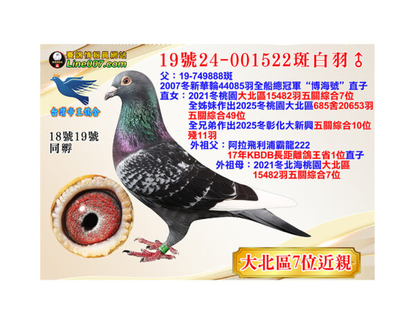 網拍鴿19號24-001522斑白羽♂<br><font color="#f00">大北區7位近親<br>珍貴眼誌</font>