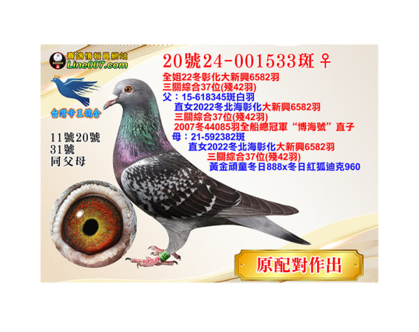 網拍鴿20號24-001533斑♀<br>全姐22冬彰化大新興6582羽三關綜合37位(殘42羽)