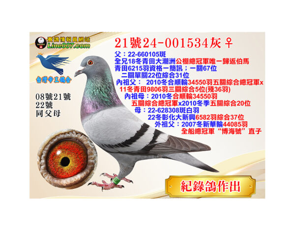 網拍鴿21號24-001534灰♀<br>紀錄鴿作出<br>母：22冬彰化大新興6582羽綜合37位