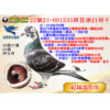 網拍鴿22號24-001535斑花頭白羽♀<br>紀錄鴿作出<br>母：22冬彰化大新興6582羽綜合37位