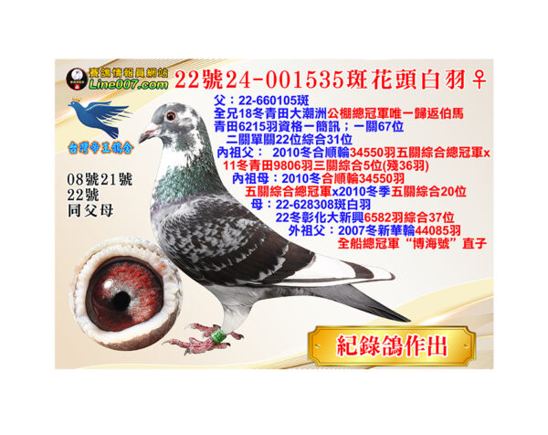網拍鴿22號24-001535斑花頭白羽♀<br>紀錄鴿作出<br>母：22冬彰化大新興6582羽綜合37位