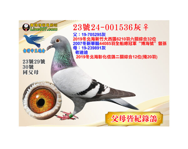 網拍鴿23號24-001536灰♀<br><font color="#f00">紀錄鴿作出<br>父母皆紀錄鴿<br>珍貴眼誌</font>
