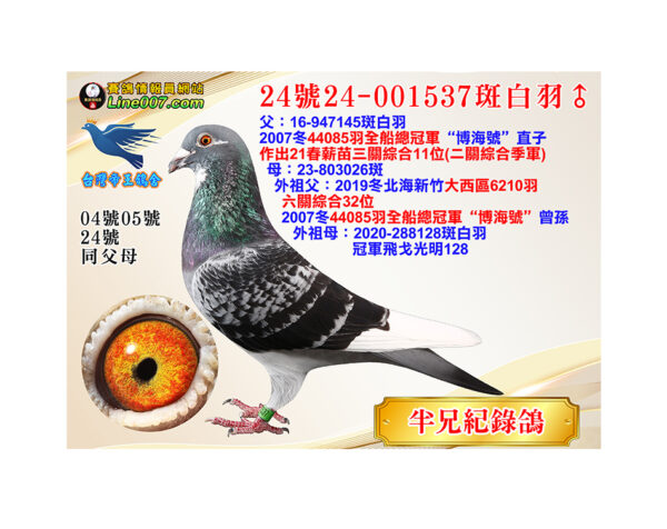 網拍鴿24號24-001537斑白羽♂<br>半兄紀錄鴿<br>半兄21春薪苗三關綜合11位(二關綜合季軍)<br>珍貴眼誌