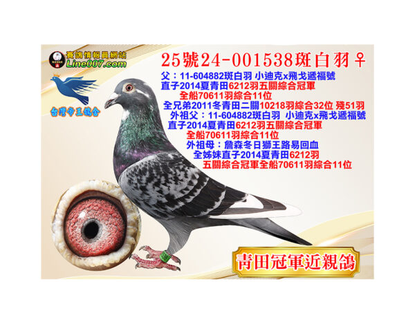 網拍鴿25號24-001538斑白羽♀<br><font color="#f00">青田冠軍近親鴿</font>