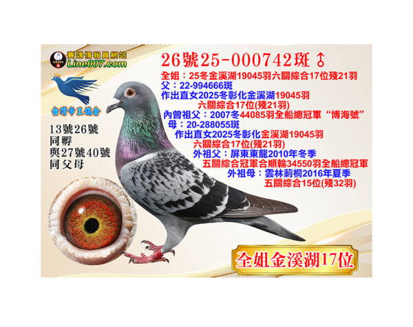 網拍鴿26號25-000742斑♂<br><font color="#f00">全姐：25冬金溪湖19045羽六關綜合17位殘21羽</font>