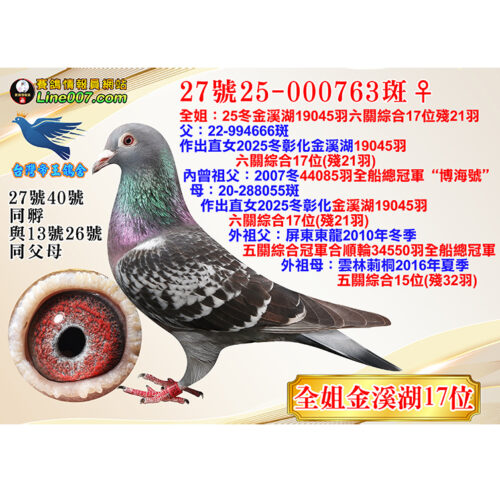 網拍鴿27號25-000763斑♀<br><font color="#f00">全姐金溪湖17位<br>融合冬日576x博海號2羽總冠軍菁華</font>
