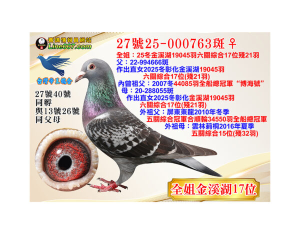 網拍鴿27號25-000763斑♀<br><font color="#f00">全姐：25冬金溪湖19045羽六關綜合17位殘21羽</font>