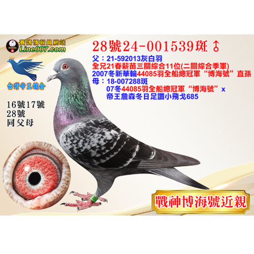 網拍鴿28號24-001539斑♂<br><font color="#f00">博海號近親直孫</font>